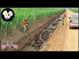 Farmer Creates Giant Trench And Guns To Protect Wild Boar Around Farm | Wild Boar Hunting