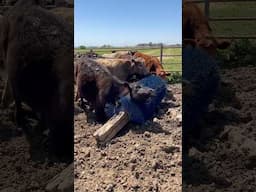 Over Excited Steer!
