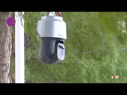 AI Enhances Migratory Bird Monitoring Efforts in China