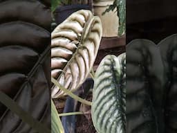 5 Plantas perfeitas sombra e meia sombra #plantas #shorts