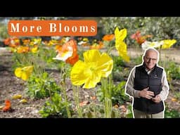 Want More Flowers? Don’t Add Nitrogen! (Do This Instead)