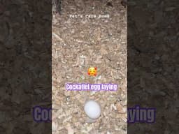 Cockatiel ready to breed 2nd clutch #birds #lovebirds #viralvideo #pets #shorts #youtubeshorts