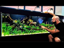 BIG FISH ADDED TO MY 1000L ECOSYSTEM TANK
