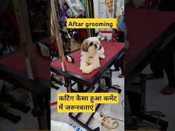 After grooming  Shihtzu Lhasa dog ki face cutting kaise karen #shorts  #grooming #amitalbinopets