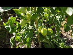 Look What The Rain Did To My Tomato Plants! OMG I'm Tired