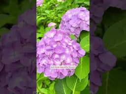 If you’re in Japan now, don’t miss out on these flowers!