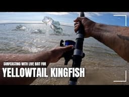 Yellow Tail kingfish off the Beach - Surfcasting Mayhem