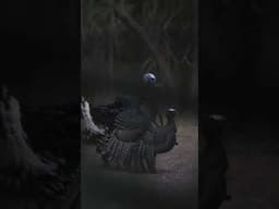 This bird chose violence! See what happens to this gobbler on the @FA-BRAND  YouTube page!