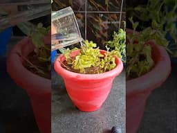 Simple way of growing mints at home #Mint #growingmint #lipshaworld #gardening #indoorplants