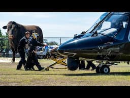 Critical Bull Attack Victim Flown to Baltimore’s Shock Trauma