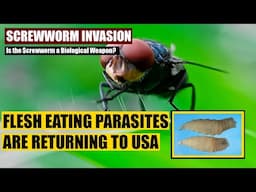 Parasite being used as a biological weapon?  Flesh Eating Parasites are headed to the border.