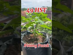 Tanam Cabe tanpa Semai di Polybag / how to plant chilies #caberawit #rawitkaliber #cabepolybag