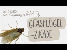 17.Juni 25 | Nature Journaling & Tea 🫖 (Love The Unloved): Schilf-Glasflügelzikade