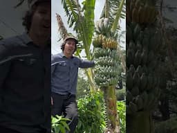 Growing Bananas in Northern California zone 9B ￼