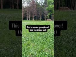 Why we grow clover instead of grass! ☘️ #homestead #farmlife #beekeeper #honeybees #soilhealth