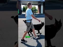 Should dogs hold a tight heel command while walking?