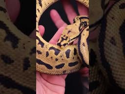 Absolutely stunning Acid Fire YB SN Leo het Clown🔥#ballpython #snake #animal #reptiles #python