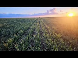South Farm Crop Update