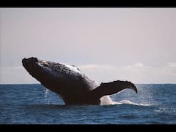 Pacific Coast of Colombia Natural Adventure: Rainforest, Whales & Turtles (PROMO REEL)