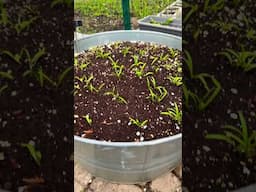 Week 3 - 2025 Backyard Garden Update. #garden2025