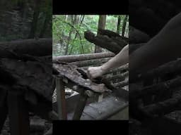 Deer Feeder Short Youtube