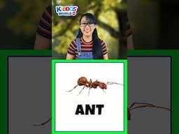 10 Amazing Insects for Kids | Learn Fun Bug Facts with Miss V