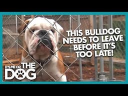 Violent Bulldog's Fights Could Have FATAL Consequences! | It's Me or The Dog