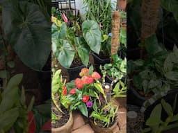 Um passeio na floricultura #plantas