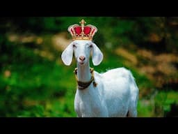 That's My GOAT