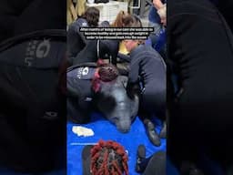 Manatee Release!