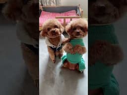Lucky 81 pet thú cưng # shorts # funny