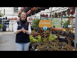 PETITTI Coleus Spotlight | Care Tips for Growing in Full Sun to Full Shade