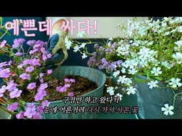 예쁜데 싸면... 그건 못 참죠? 소박하고 수수한 꽃인데 자꾸 생각나요🤔 결국 다시 가서 사온 꽃 이야기🌺