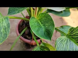 How l take care / of Philodendron Birkin