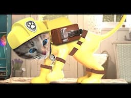 Cute Kitten Little Cat Adventure ⭐ Play Fun Pet Care 😺 Summer Educational Games Kitty Crumbs ep 1258