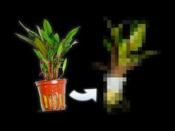 The Future Of Aquarium Plants?