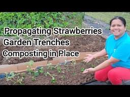Propagating Everbearing Strawberries, Garden Trenches, Composting in Place, Hay Bale Strawberries