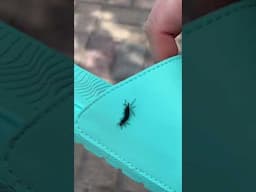 It’s mating season, for everyone evidently