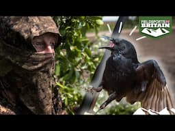 Crow shooting: in the hide with Andy Crow