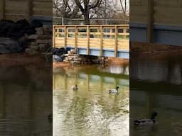 Clapham Wetland’s Newest Residents! 😍 🦆