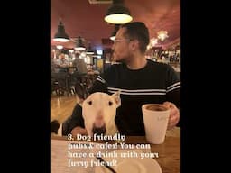 4 PERKS OF BEING A DOG IN THE UK