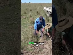 🐗 Feral Pigs in the High Country? You Bet. 🐑💥 #short