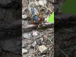 The Brood XIV Periodical Cicadas stay underground for 17 years and then emerge from the soil.