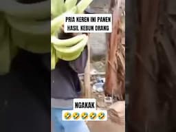 PANEN HASIL KEBUN ORANG #keren #panen #panenpisang #pisangraja #maling #ngakak #lucu #short