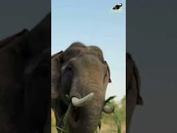 Vayu's first fruit feast with Wildlife SOS!