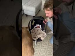 This Dog Just Met the Baby… And Instantly Became Big Brother Mode 🥹