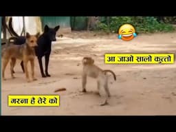 एक अकेले बंदर ने दोनों कुत्तों को धो डाला 😂🤣ll monkey funniest moments recorded on camera