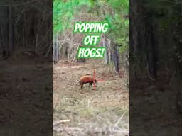 Exciting BIG WILD HOG Hunts!