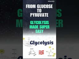 Glycolysis in 60 Seconds: From Glucose to Energy