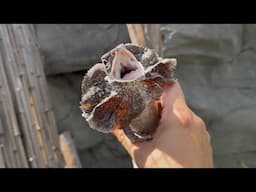Australian Frilled Dragon